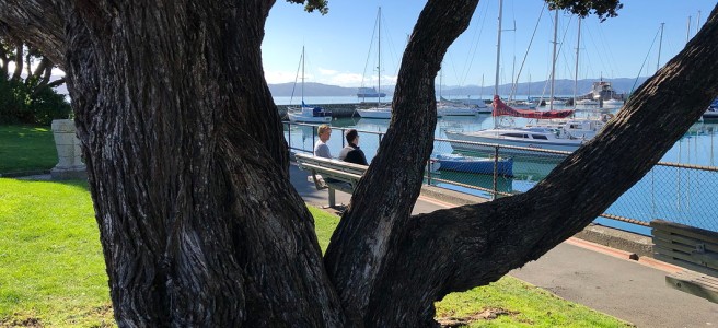 Big pohutukawa tree in front of a still blue harbour, yachts, and two humans talking in the sun